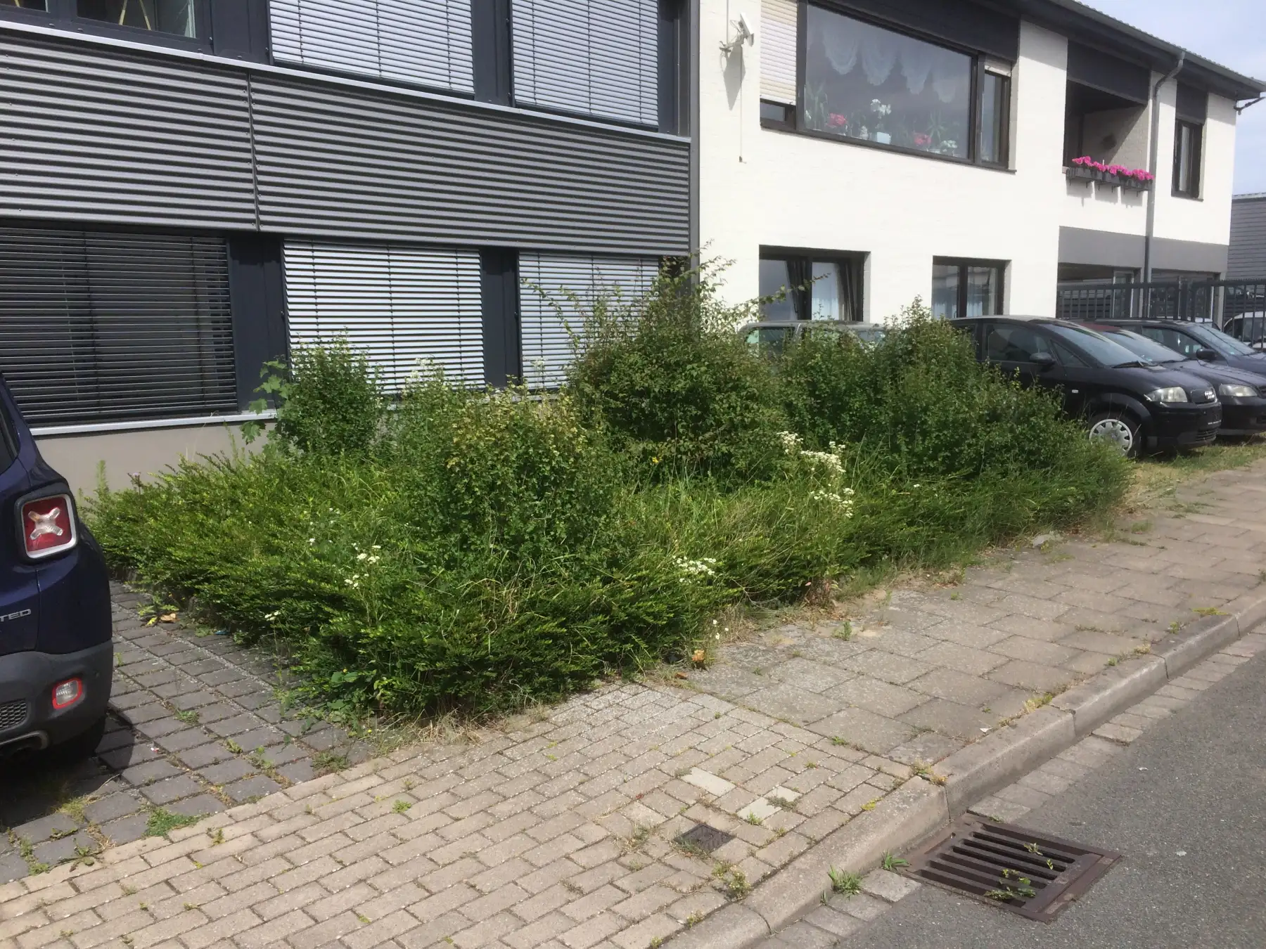 Außenanlagen Pflege