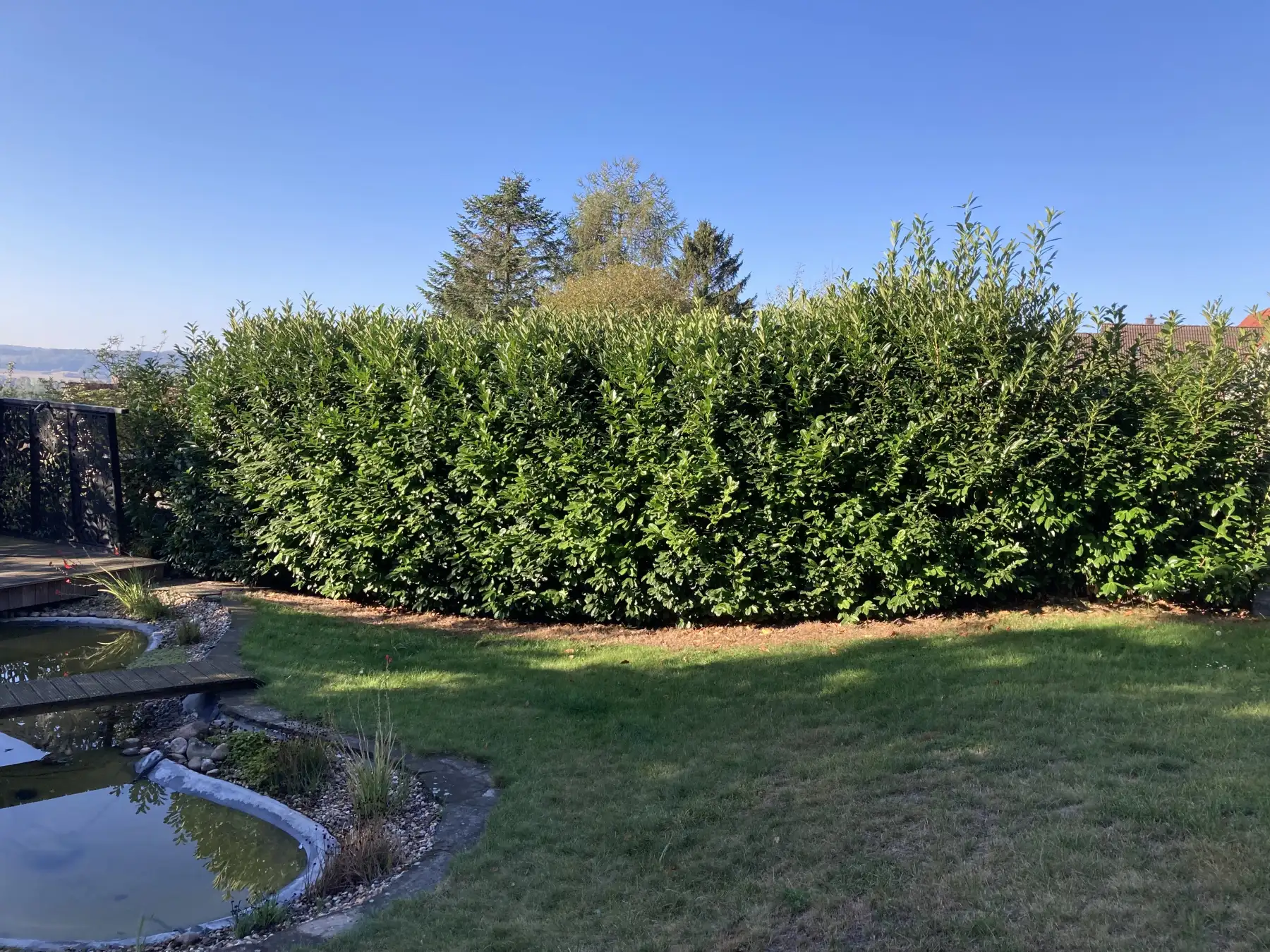 Hecke schneiden